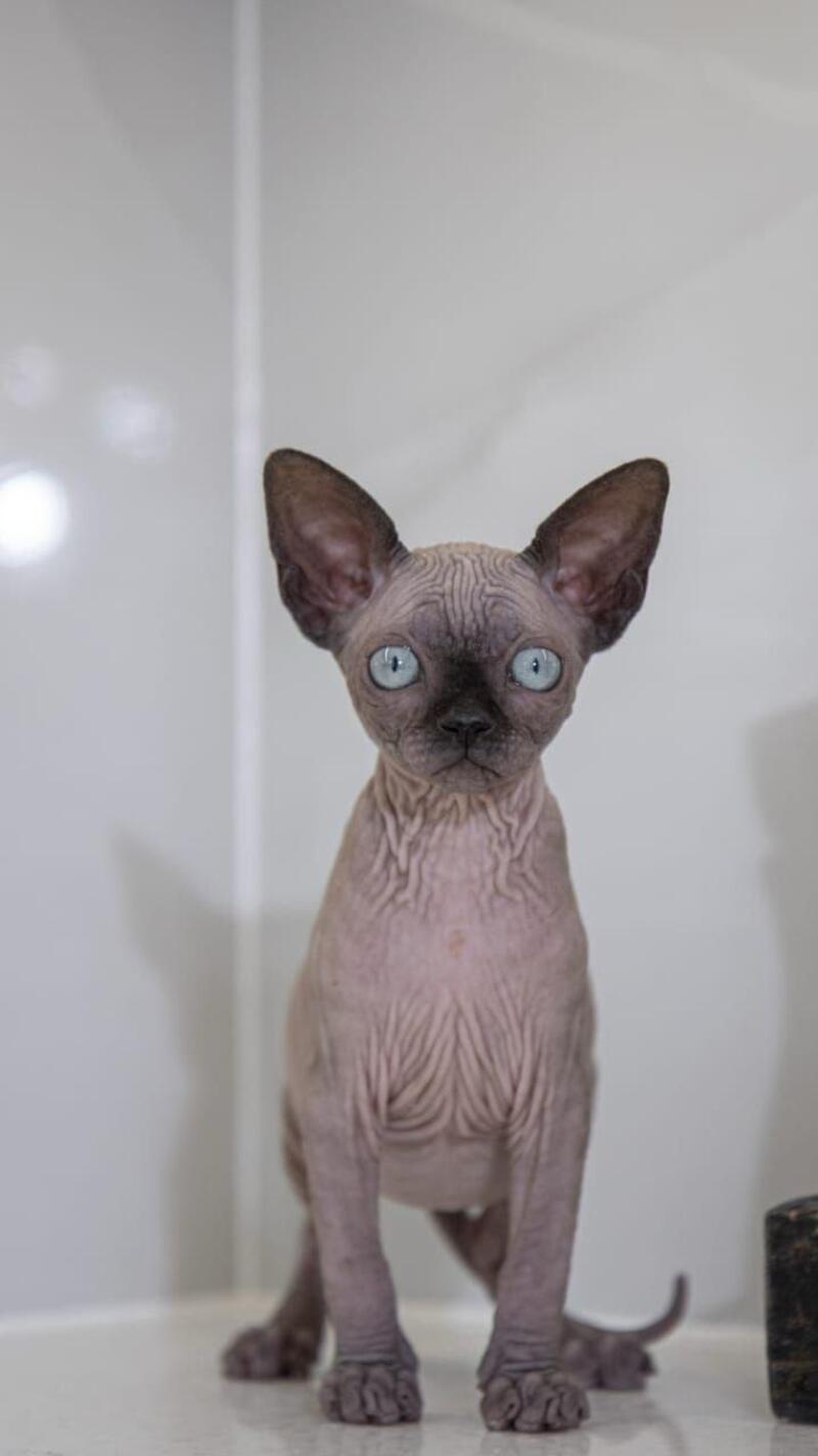 Junior Canadian Sphynx male black pointed - live animals