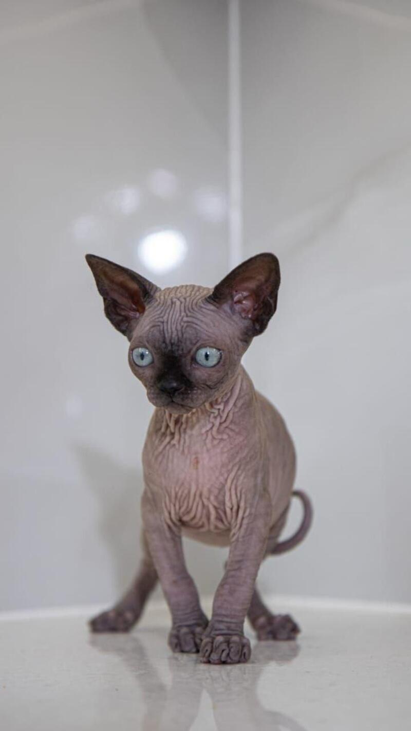 Junior Canadian Sphynx male black pointed - live animals