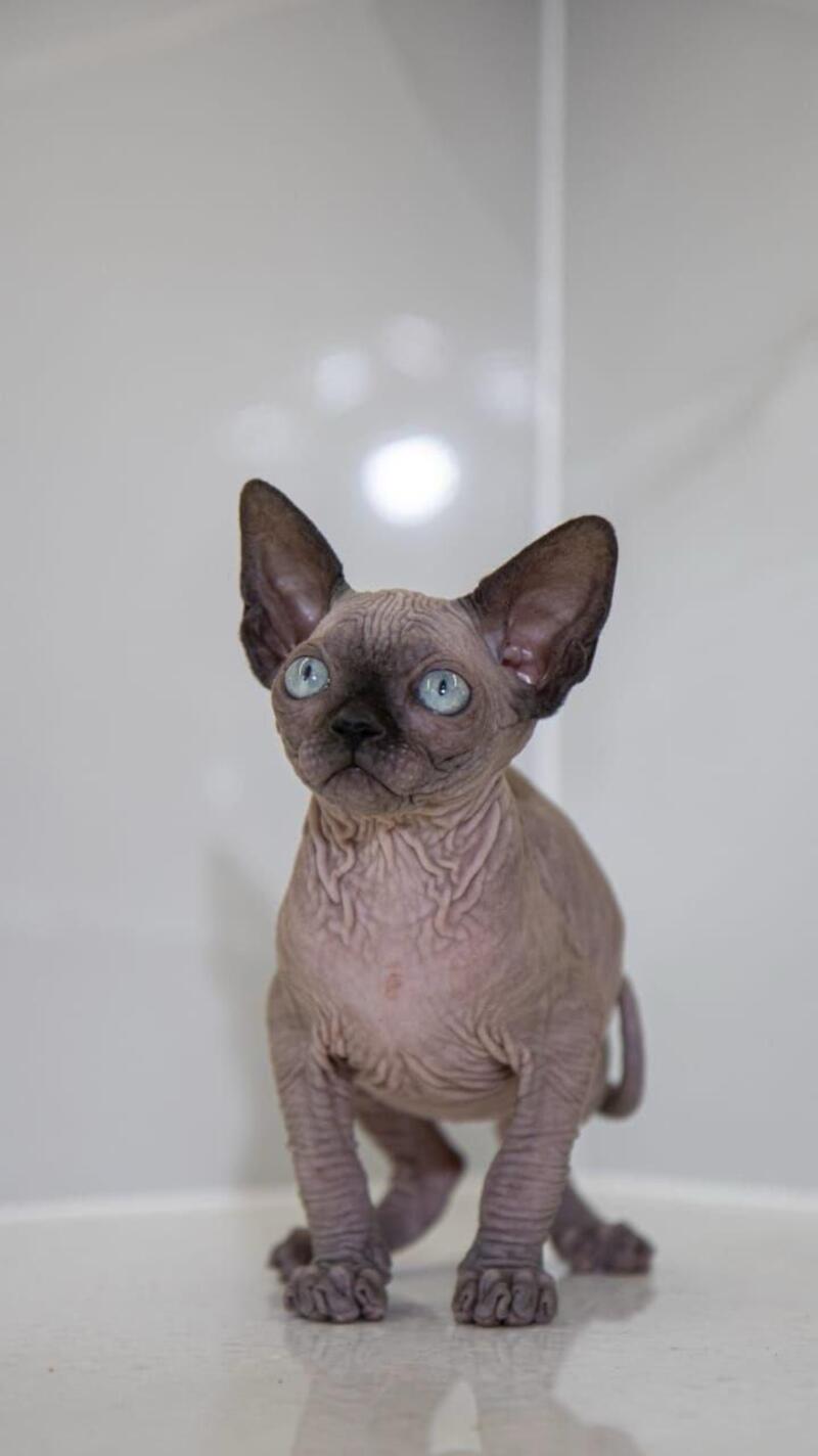 Junior Canadian Sphynx male black pointed - live animals