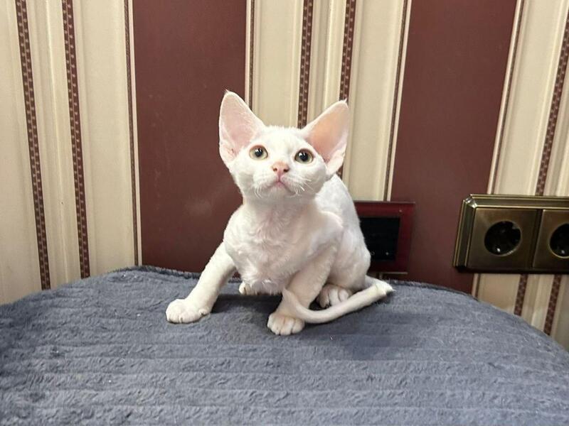 Amanda Devon Rex female white - live animals