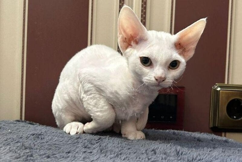Amanda Devon Rex female white - live animals