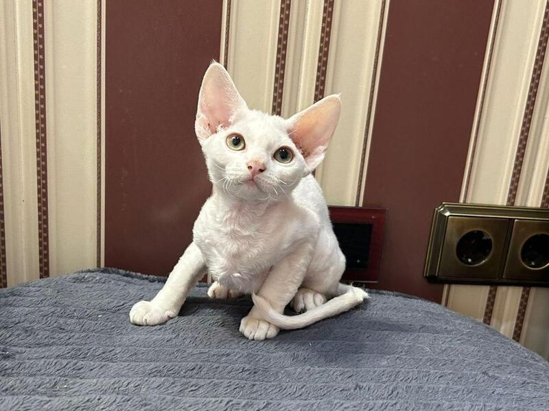 Amanda Devon Rex female white - live animals