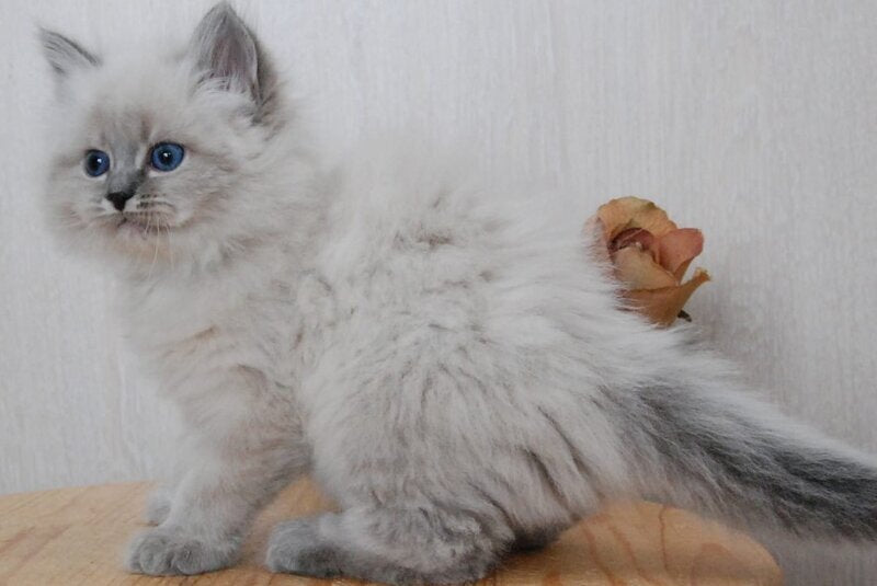 Anita Siberian female blue tabby pointed - live animals