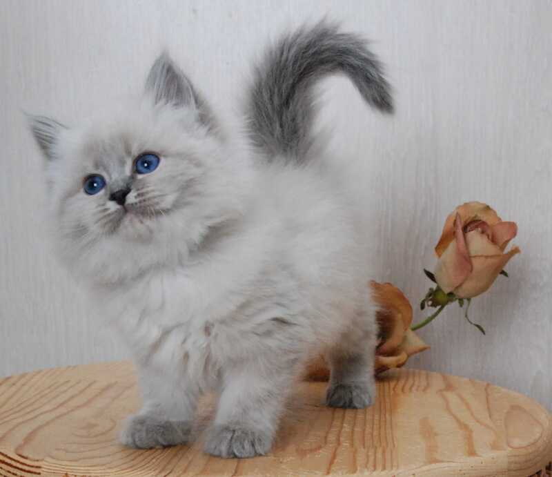 Anita Siberian female blue tabby pointed - live animals