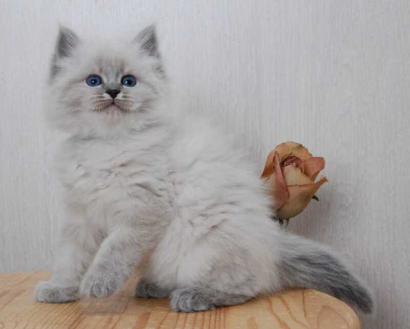Anita Siberian female blue tabby pointed - live animals