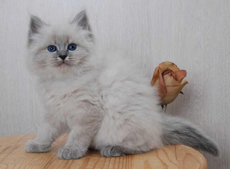 Anita Siberian female blue tabby pointed - live animals