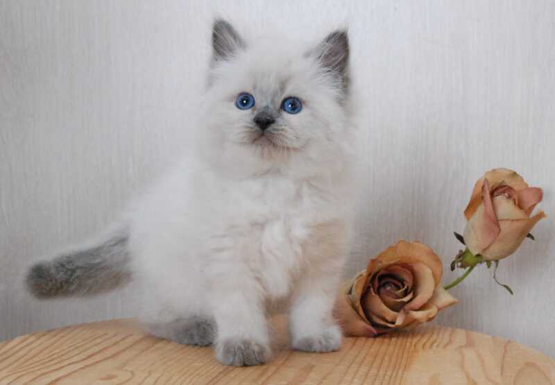 Almaz Siberian male blue pointed - live animals