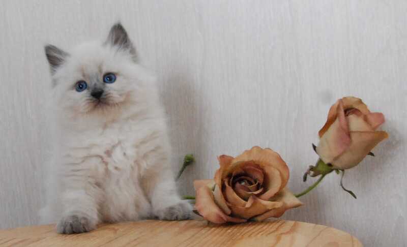 Almaz Siberian male blue pointed - live animals