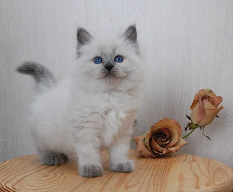 Almaz Siberian male blue pointed - live animals