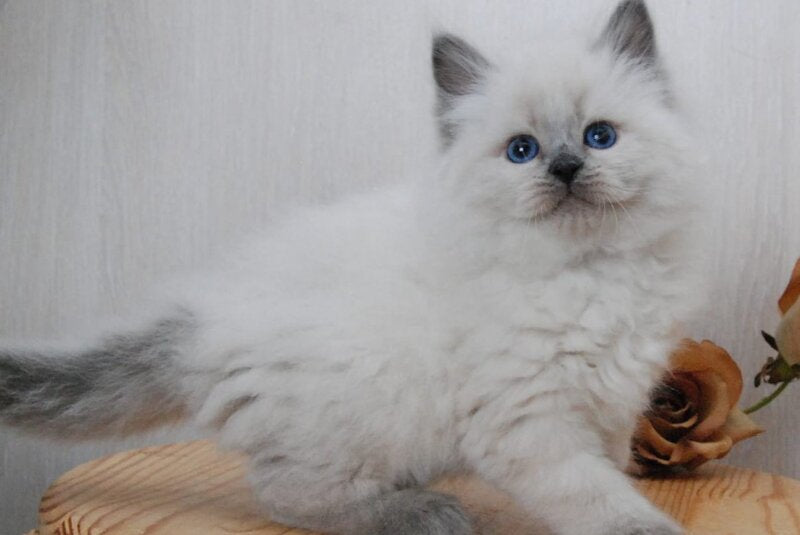 Almaz Siberian male blue pointed - live animals
