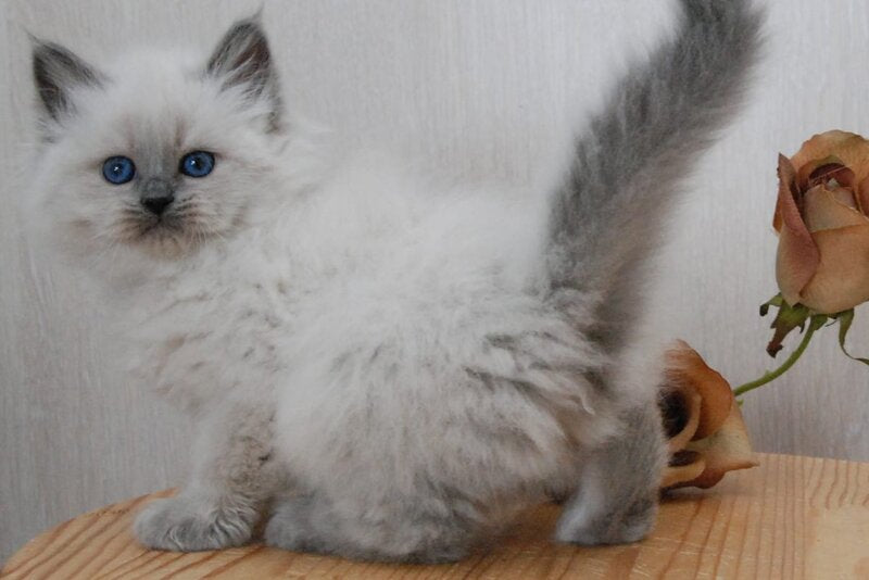 Agasha Siberian female blue pointed - live animals
