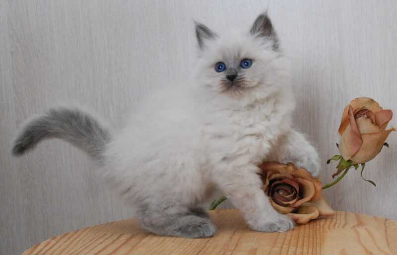 Agasha Siberian female blue pointed - live animals