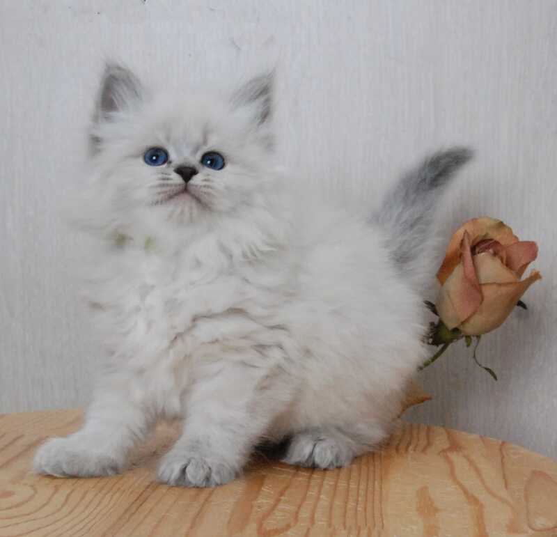 Agata Siberian female blue tabby pointed - live animals
