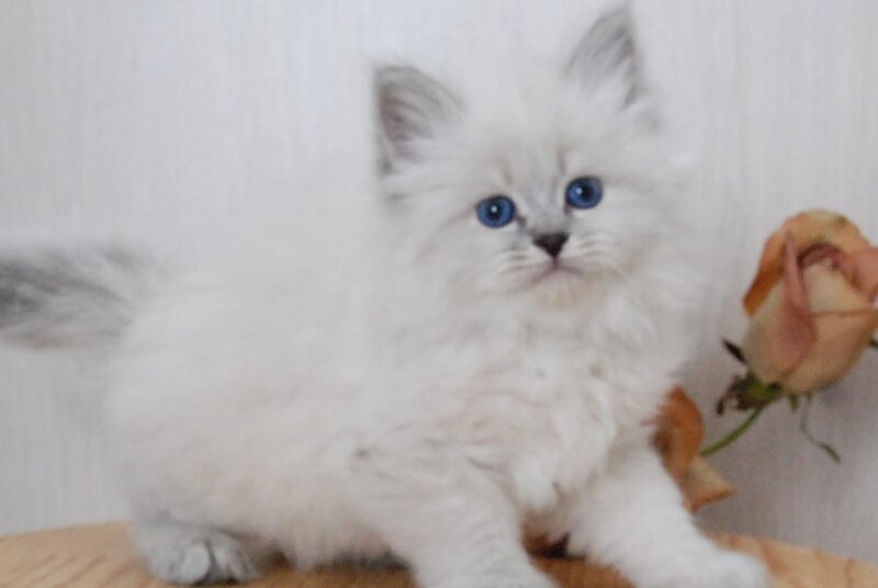 Agata Siberian female blue tabby pointed - live animals