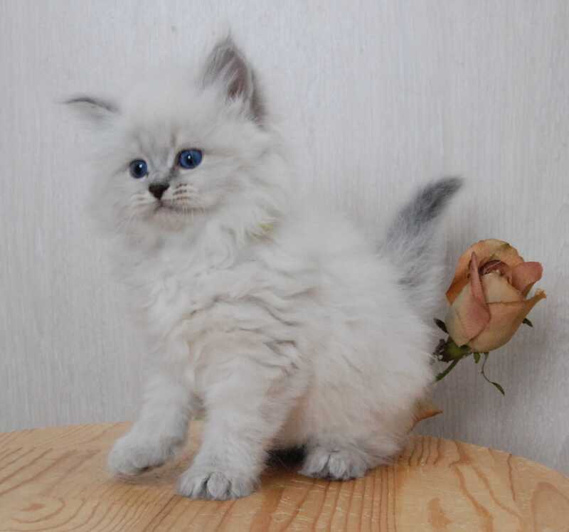 Agata Siberian female blue tabby pointed - live animals