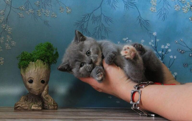 Cessi British Shorthair female blue tortie - live animals