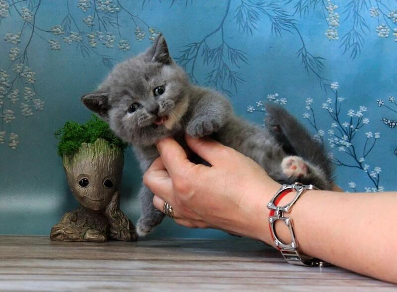Cessi British Shorthair female blue tortie - live animals