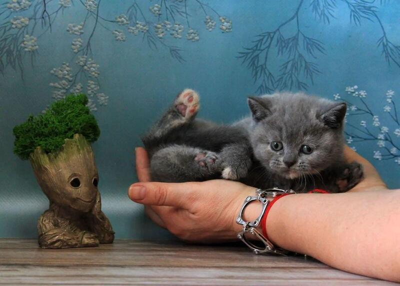 Cessi British Shorthair female blue tortie - live animals