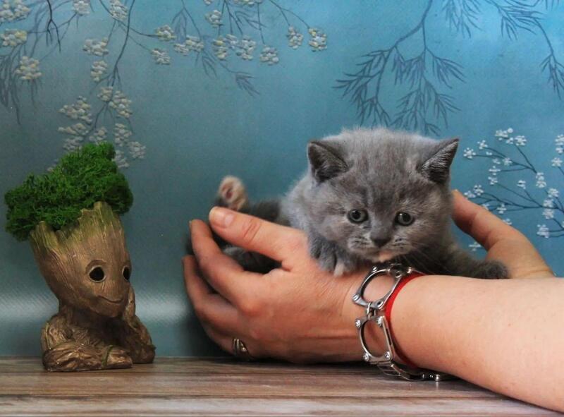Cessi British Shorthair female blue tortie - live animals