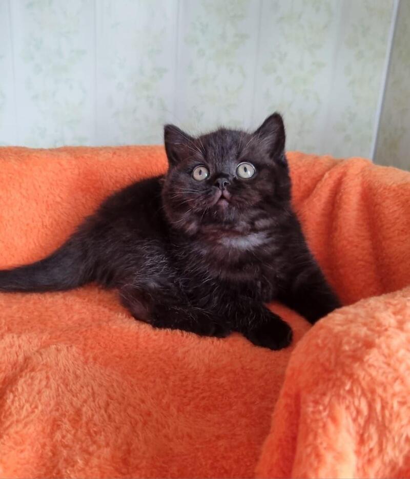 Wanda British Shorthair female black - live animals