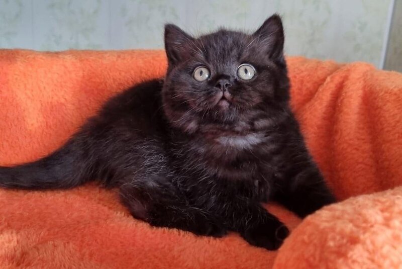 Wanda British Shorthair female black - live animals