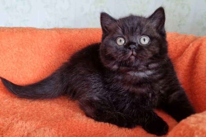 Wanda British Shorthair female black - live animals