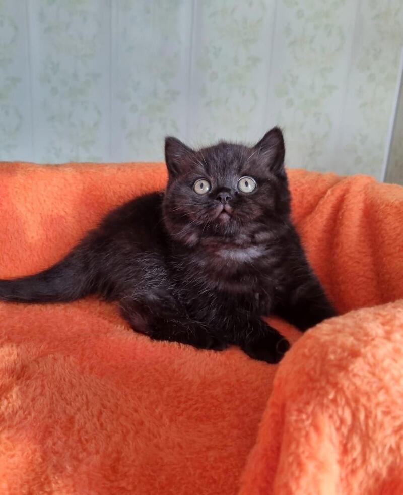 Wanda British Shorthair female black - live animals