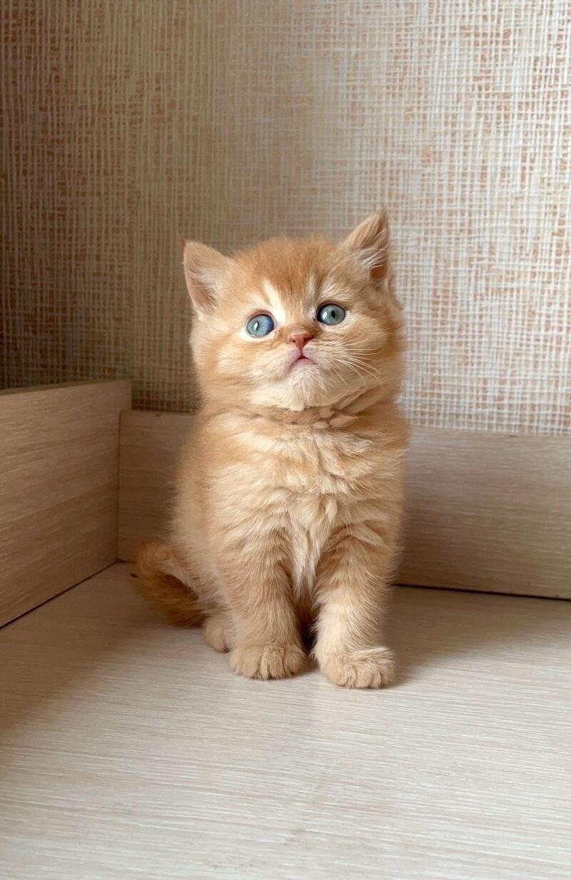 Xavi British Shorthair male red - live animals