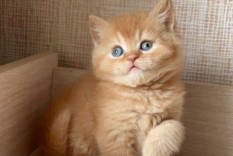 Xavi British Shorthair male red - live animals