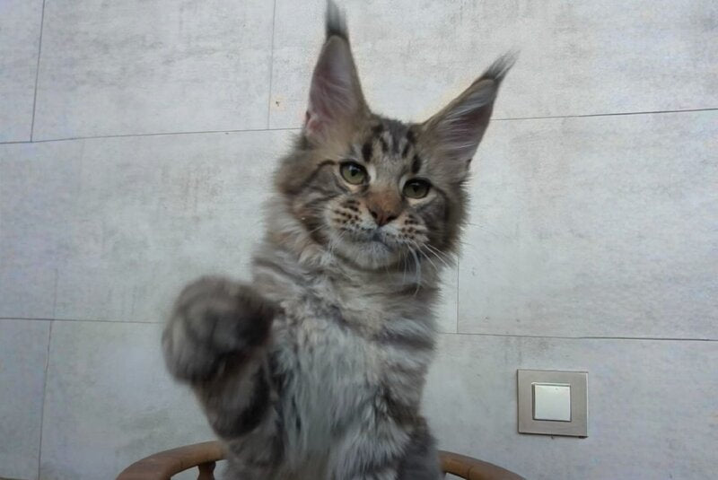 Monterey Maine Coon male black tabby - live animals