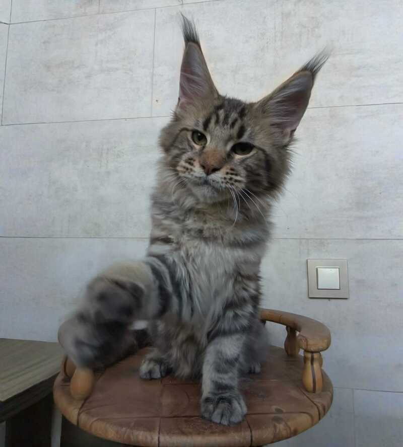 Monterey Maine Coon male black tabby - live animals
