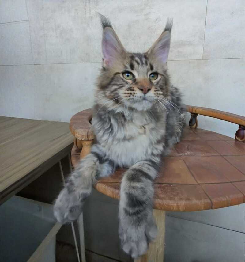 Monterey Maine Coon male black tabby - live animals