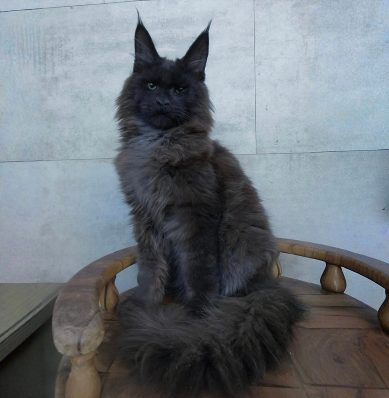 Maik Maine Coon male black - live animals