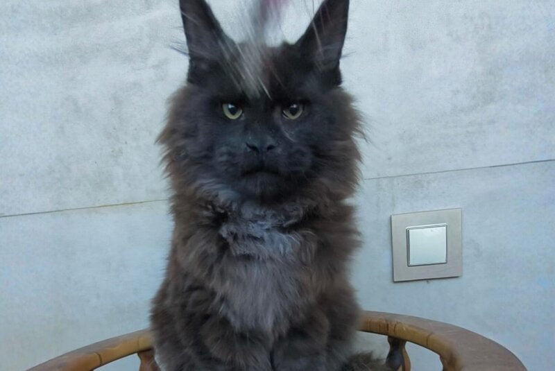Maik Maine Coon male black - live animals