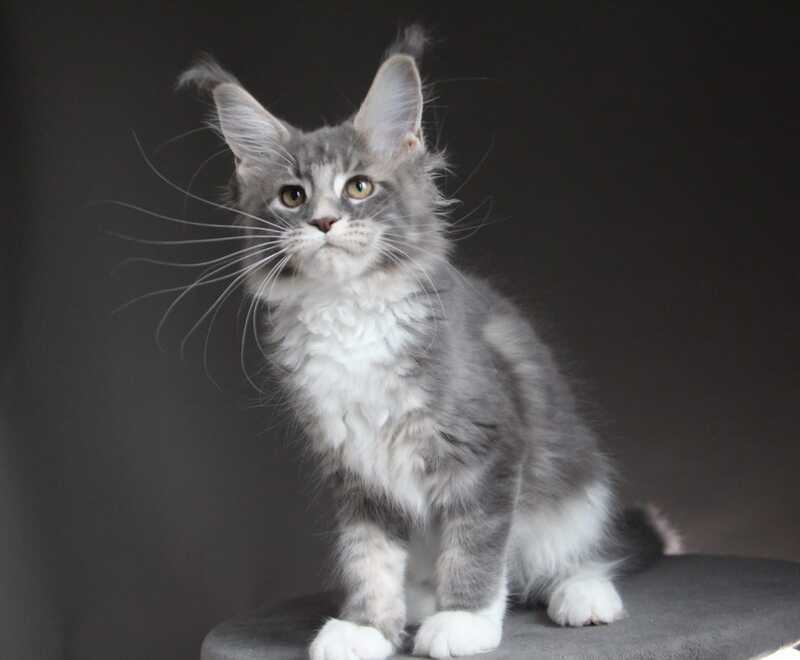 Groza Maine Coon female blue tabby with white - live animals