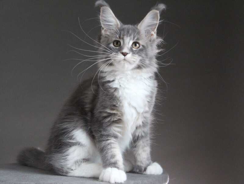 Groza Maine Coon female blue tabby with white - live animals