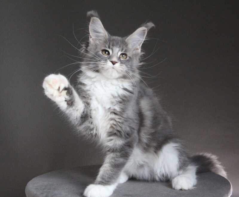 Groza Maine Coon female blue tabby with white - live animals