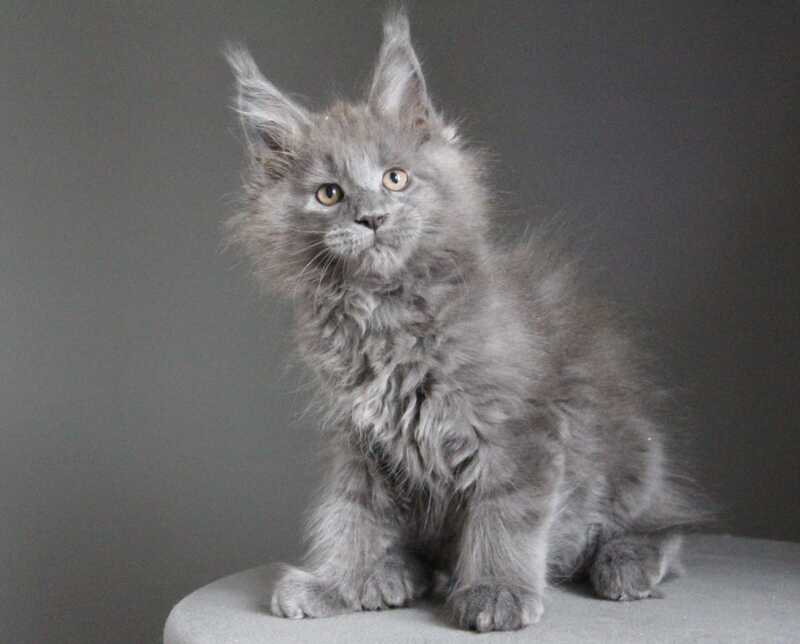 Cloudlet Maine Coon female blue - live animals
