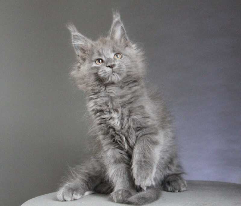 Cloudlet Maine Coon female blue - live animals