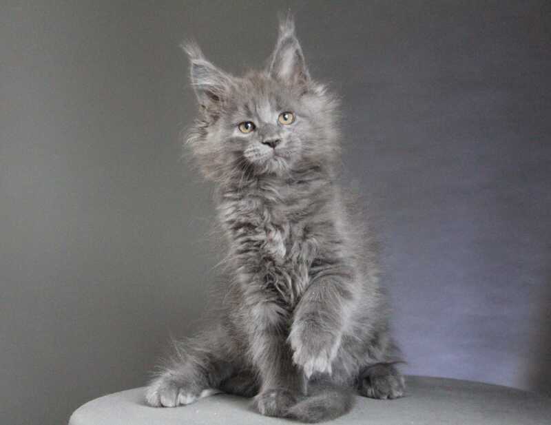 Cloudlet Maine Coon female blue - live animals