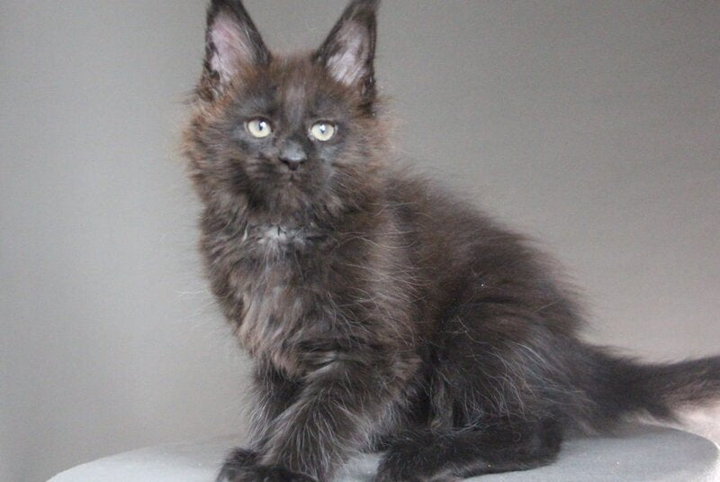 Chanel Maine Coon female black - live animals