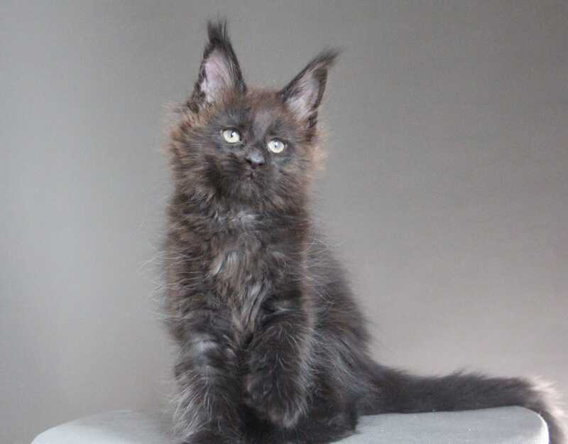 Chanel Maine Coon female black - live animals