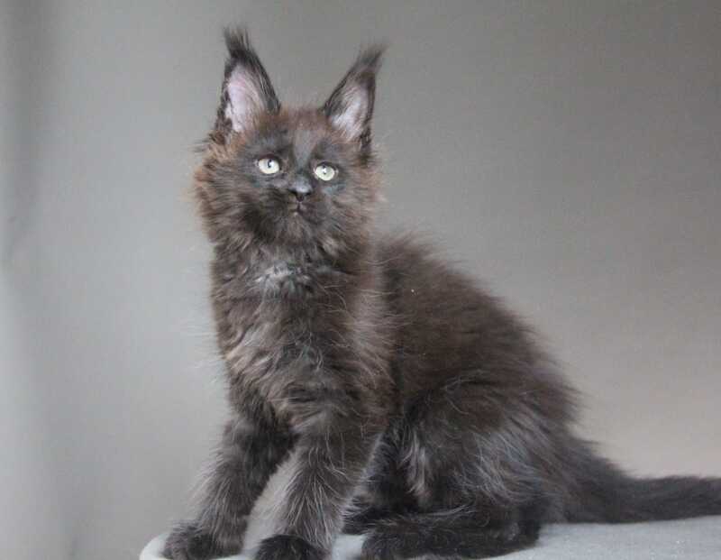 Chanel Maine Coon female black - live animals