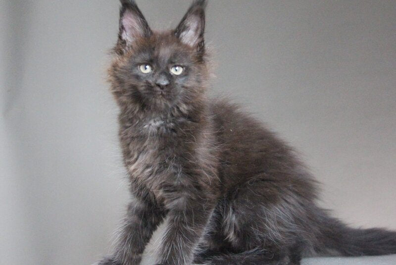 Chanel Maine Coon female black - live animals