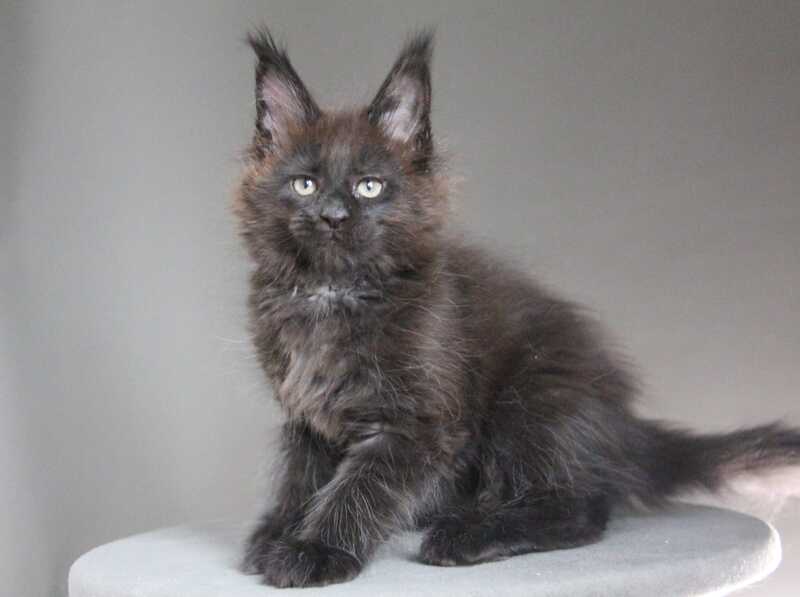 Chanel Maine Coon female black - live animals