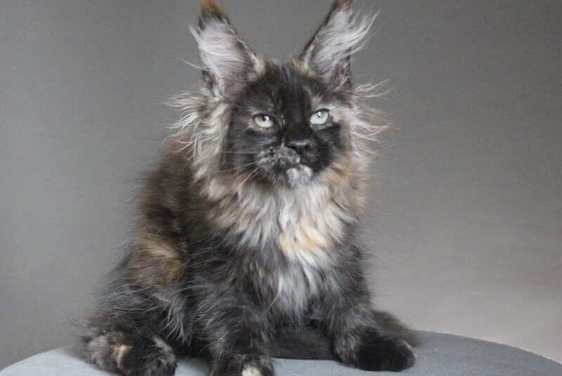 Carmen Maine Coon female black tortie - live animals