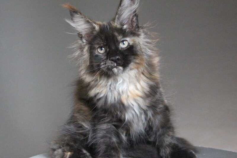 Carmen Maine Coon female black tortie - live animals