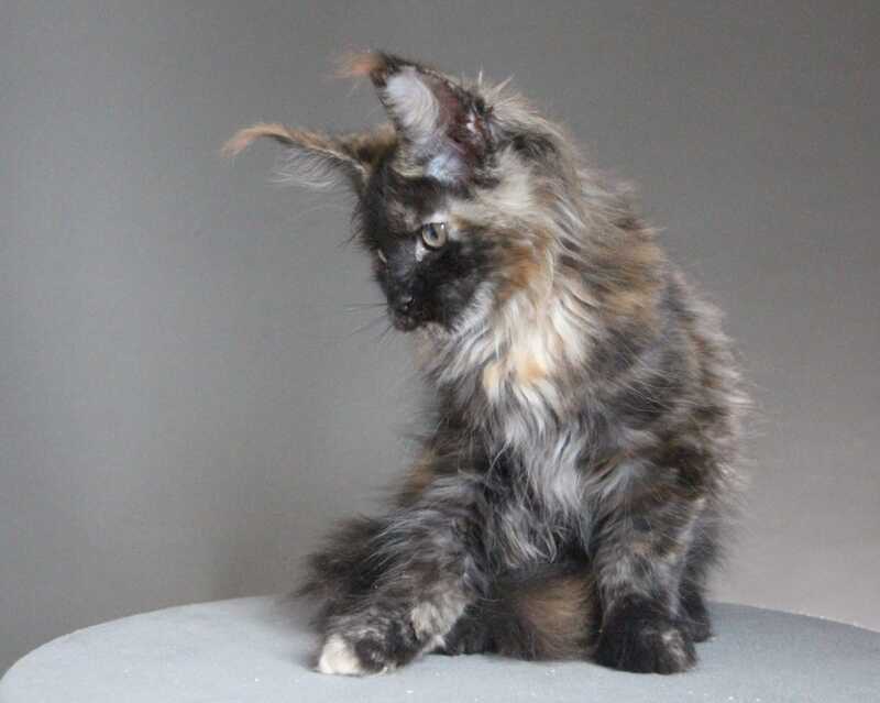 Carmen Maine Coon female black tortie - live animals