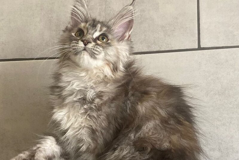 Sofia Maine Coon polydactyl female black tortie silver tabby - live animals
