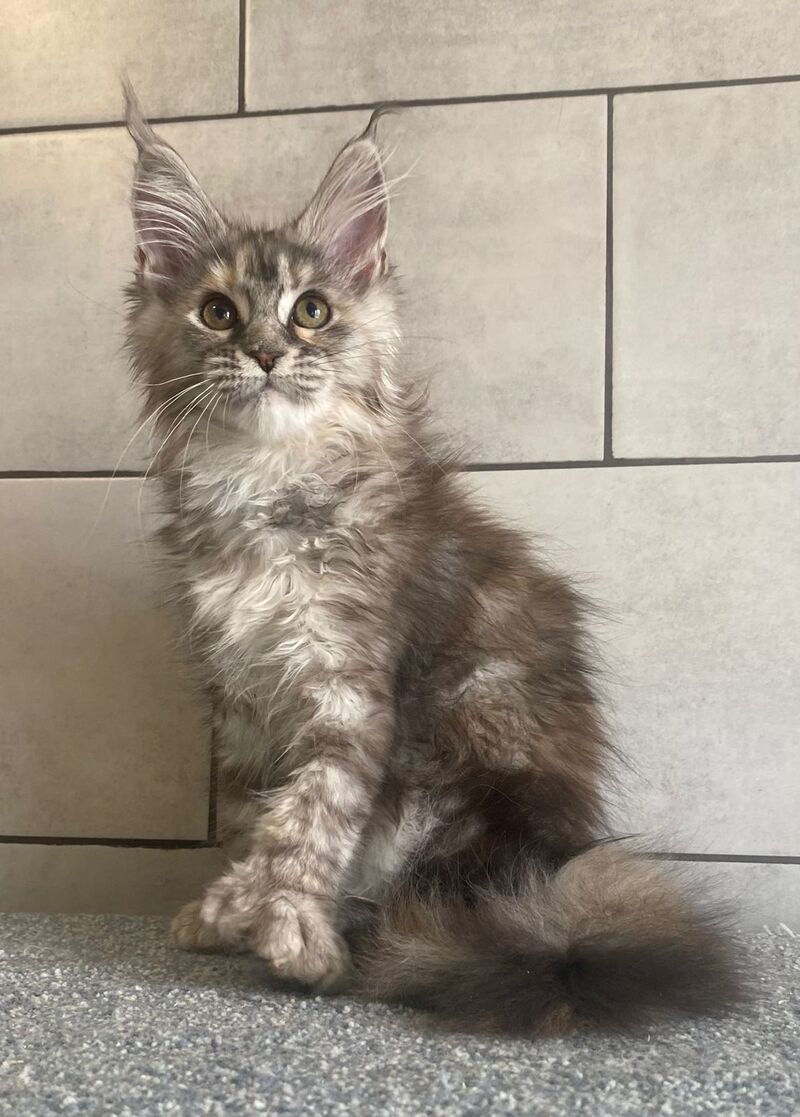 Sofia Maine Coon polydactyl female black tortie silver tabby - live animals